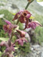 Epipactis atrorubens