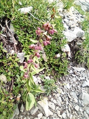 Epipactis atrorubens