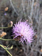 Cheirolophus intybaceus