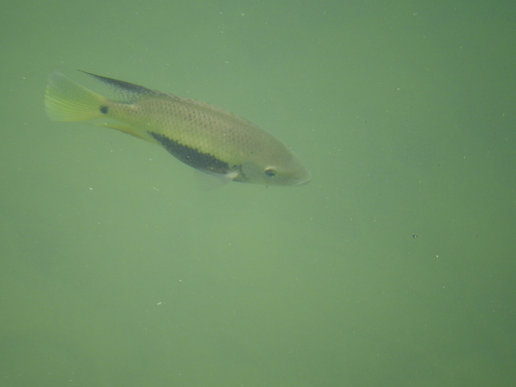 Pantano cichlid (Cincelichthys pearsei) — Cichlidae
