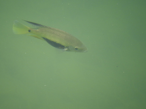 Pantano-cichlide (Cincelichthys pearsei) — Cichlidae