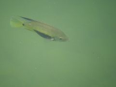Cincelichthys pearsei