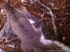 Sciurus aberti barberi