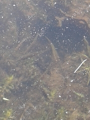 Gasterosteus aculeatus