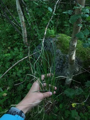 Carex nigra juncea