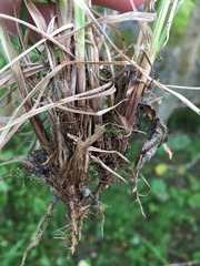 Carex nigra juncea