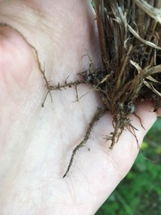 Carex nigra juncea