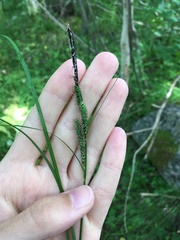 Carex nigra juncea