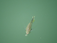 Cincelichthys pearsei