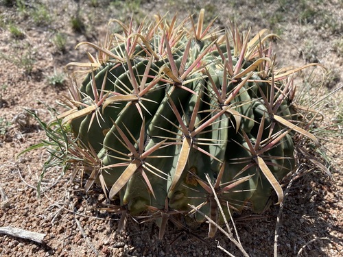 Ferocactus latispinus