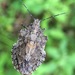 Rough Stink Bugs - Photo (c) Kai Joaquin, some rights reserved (CC BY-NC), uploaded by Kai Joaquin
