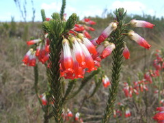 Erica regia