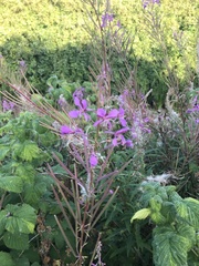 Chamaenerion angustifolium