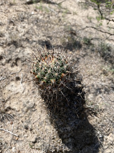 Coryphantha clavata