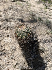 Coryphantha clavata clavata