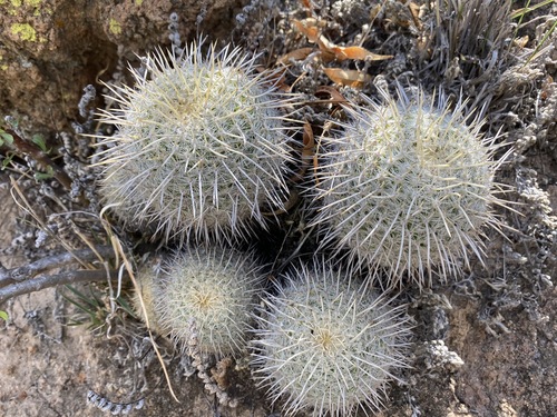 Mammillaria muehlenpfordtii