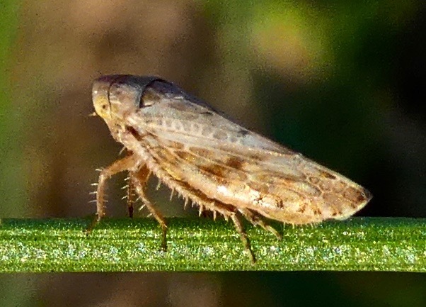 Acinopterini