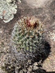 Coryphantha clavata clavata