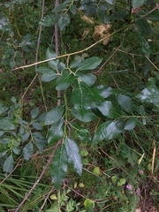Salix phylicifolia