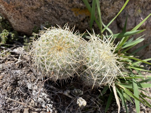 Mammillaria muehlenpfordtii
