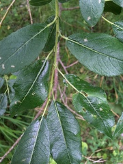 Salix phylicifolia