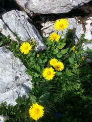 Doronicum