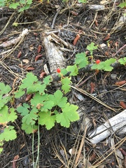 Ribes erythrocarpum