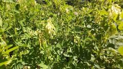 Astragalus americanus