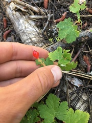 Ribes erythrocarpum