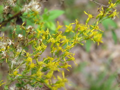 Solidago chapmanii