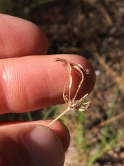 Lomatium triternatum brevifolium