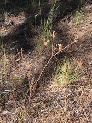 Lomatium triternatum brevifolium