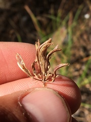 Lomatium triternatum brevifolium