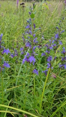 Lobelia sessilifolia