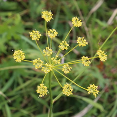 Peucedanum longifolium