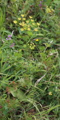 Peucedanum longifolium