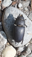 Lucanus tetraodon