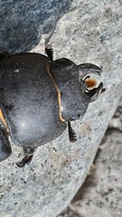 Lucanus tetraodon