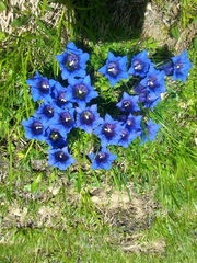 Gentiana clusii