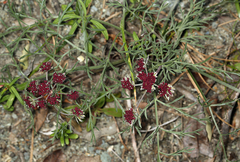 Lomatium hooveri