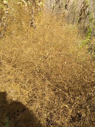 Gypsophila paniculata