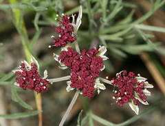 Lomatium hooveri