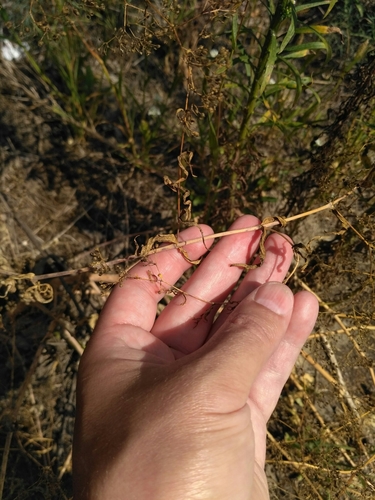 Gypsophila paniculata