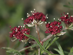 Lomatium hooveri