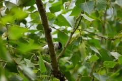 Poecile palustris