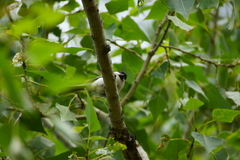 Poecile palustris