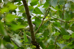 Poecile palustris