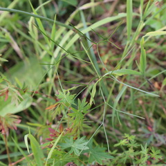 Peucedanum longifolium