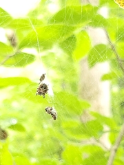 Metepeira labyrinthea