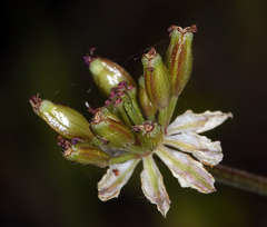 Lomatium hooveri